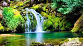 GUIDED MEDITATION - Forest Relaxation