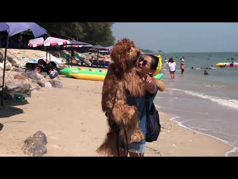 Coco Australia Labradoodle 🐩