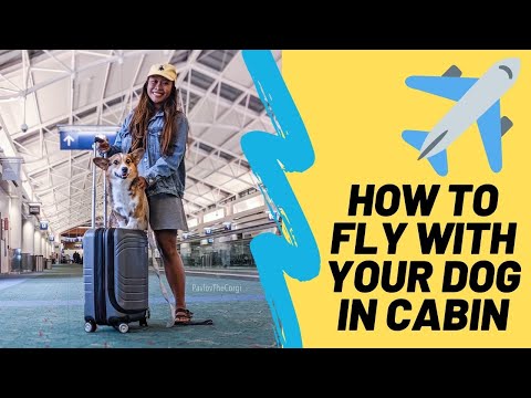 HOW TO FLY WITH YOUR DOG IN AN AIRPLANE CABIN | EMOTIONAL SUPPORT ANIMAL PROCESS *HARNESS GIVEAWAY *