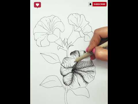 Petunia Drawing