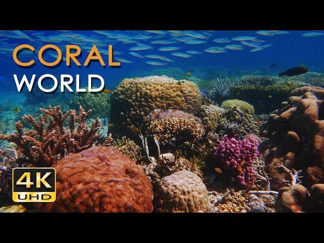 4K Coral World - Tropical Reef Fish - Relaxing Underwater Ocean Video & Sounds - No Loop - Ultra HD