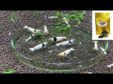 Caridina Black Cristal / Alimento SUPER GREENS de PLAMSKI