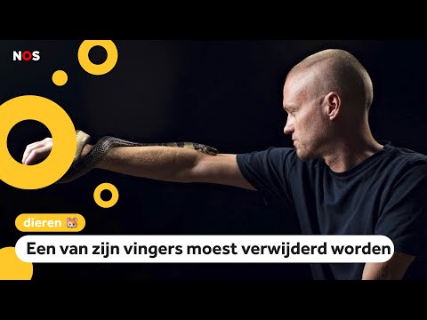 Man laat zich expres bijten door giftige slangen