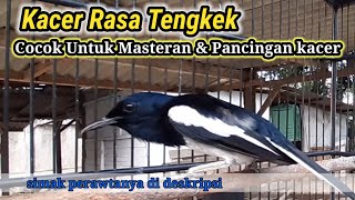 Download lagu Kacer Rasa Tengkek | Cocok untuk masteran & Pancingan kacer. mp3