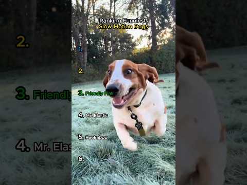 Ranking the Funniest Slow Motion Dogs #shorts #funny