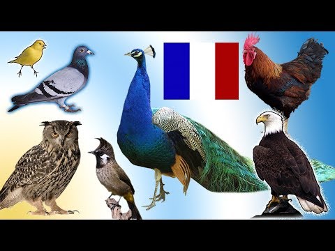 les noms des oiseaux avec phot