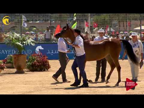 N.24 MDS SHEIKHA - MENTON 2017 - Yearling Fillies (Class 1B)