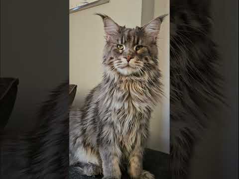Thor Grows Up! #mainecoon #cat