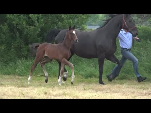 *2021 Hengst von Friedrich der Große - Swarovksi