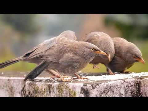 jungle babbler sound