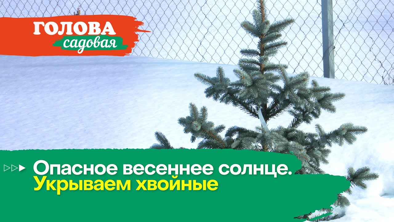 Голова садовая - Опасное весеннее солнце. Укрываем хвойные