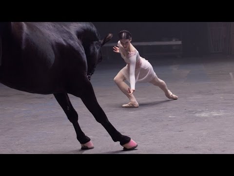 Amazing Horse Dancing to Music  ♬