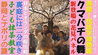 第47回。ライデンも桜満開、家族でお花見!