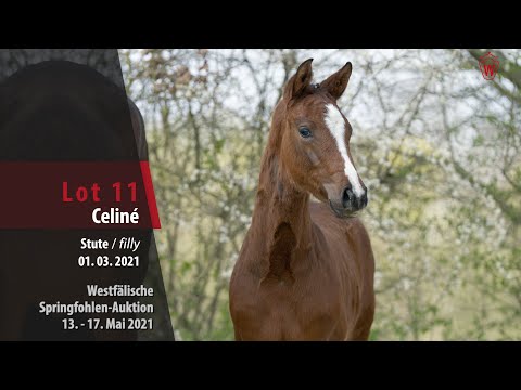 Springfohlen-Auktion 13. - 17.Mai Lot 11 Celiné Stute v. Comme il faut NRW - Casall