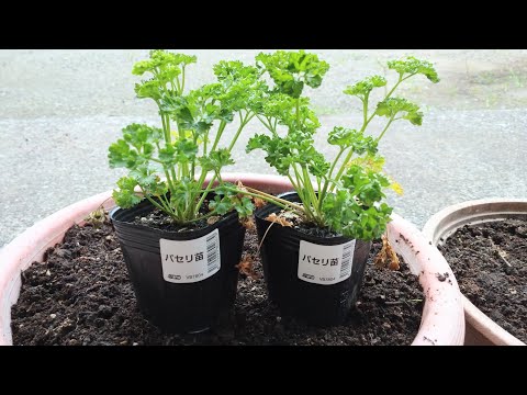  9月にパセリを鉢または地に播種できますか?豊作のための庭師の 5 つのヒント!  庭園