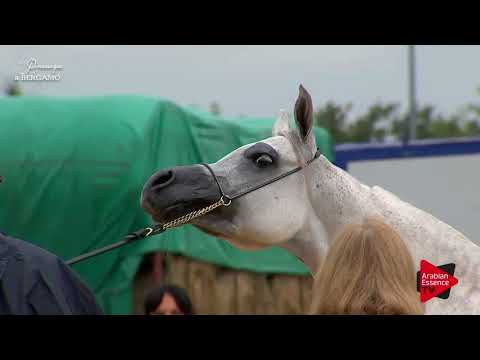 N.53 ASH RANYA - Bergamo 2017 - 4-7 Years Old Mares (Class 7)