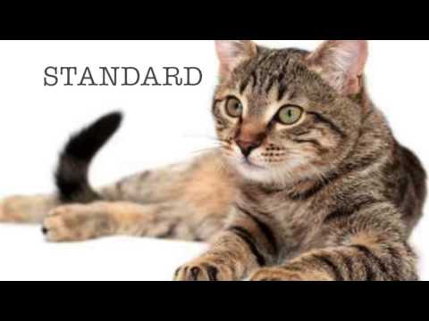 Selective Breeding | Munchkin Cats