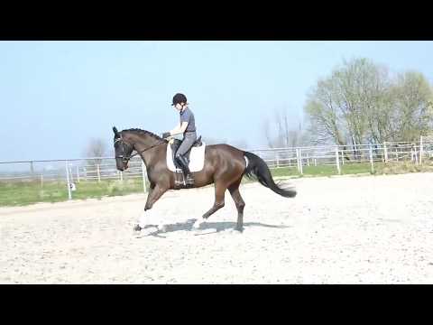 Dressurstute De Niro x Gribaldi