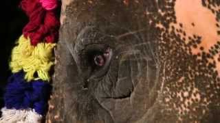 preview picture of video 'elephant procession'