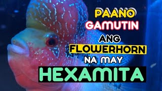 PAANO GAMUTIN ANG FLOWERHORN NA MAY HEXAMITA / HOW TO CURE HEXAMITA