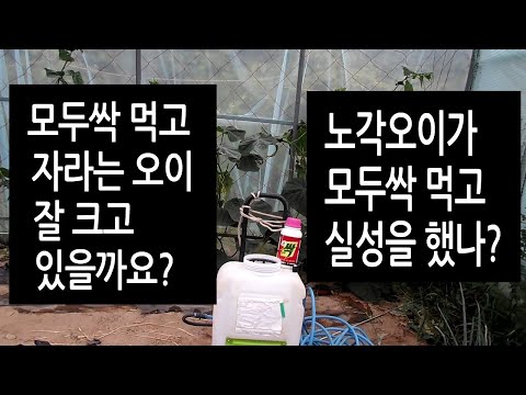 , title : 'Korean Kitchen-gardener 2106171--모두싹 먹고 자라는 오이 잘 크고있을까요?'