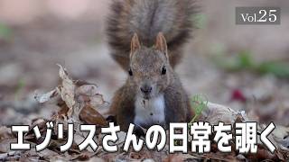 【エゾリスさんの日常を覗く】 Vol.25　#エゾリス #北海道 #野生動物 #癒し