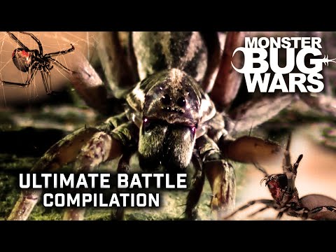 The Ultimate Battle Compilation  | Monster Bugs Wars