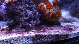 How to get rid of red slime cyanobacteria algae in saltwater aquarium for free