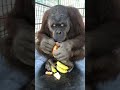 Monkey peels an orange