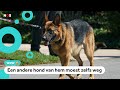 Hond van Amerikaanse president bijt voor de elfde keer medewerker