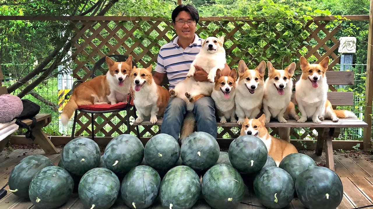 Watermelon Scale Of Welsh Corgi Large Family Love Dog Forever watermelon-scale-of-welsh-corgi-large-family-love-dog-forever
