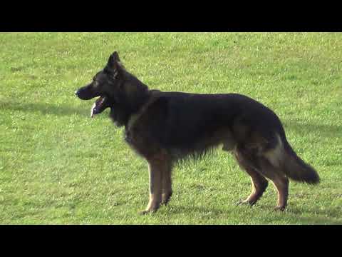 WUSV 2021  DEU 4 - UDO KÖNIG & FERO VOM WEGGEFÄHRTEN B 91