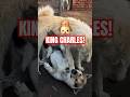 King Charles The Dog Who Rules With Just His Presence