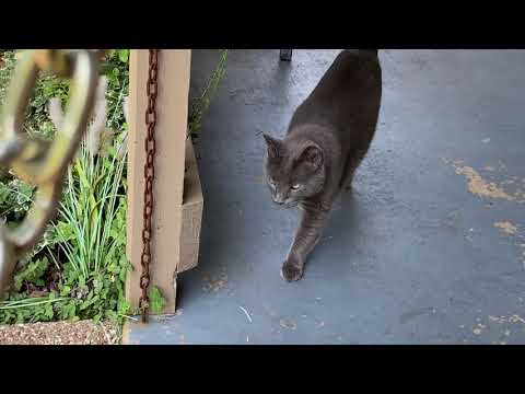 More Random Clips Of The Critters