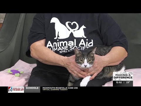Tuesday's adoptable pet: Meet Romeo - YouTube