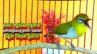Download lagu Pleci Gacor Ngalas Ngerol || Pancingan Pleci Bahan Agar Cepat Gacor mp3 Download lagu Pleci Gacor Ngalas Ngerol || Pancingan Pleci Bahan Agar Cepat Gacor mp3