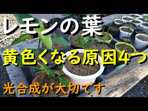 レモンの木の最も一般的な病気は何ですか?また、どうすればそれらに対処できますか?  庭園