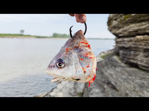 GIANT Fish in a TINY Creek!!! (The Hunt For A 100lb Catfish)