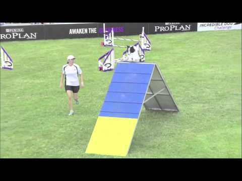 2013 IDC National Championships - Small Dog Agility