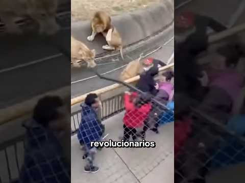 Animales Salvajes que Escaparon del Zoo