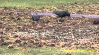 Crows Tearing Up Lawn