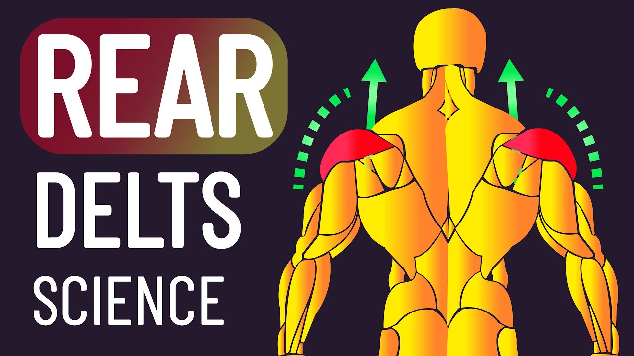 How to Build Your Rear Delts (28 Studies)