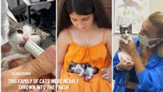 This Family Of Cats Were Nearly Thrown Into The Trash