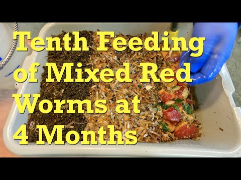 4-month mixed red worm system after 10 days in their new, larger home - vermicompost