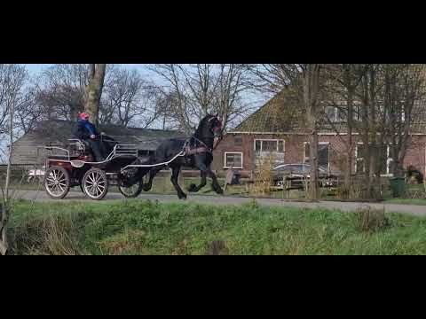 Stal Okkema's Jetze - Wimer x Maurits - Stallion - 2019