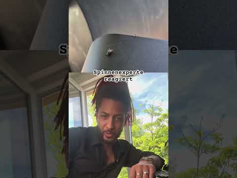 Springspinnen sind eines der besten Jäger auf dem Planeten #spinne #jäger