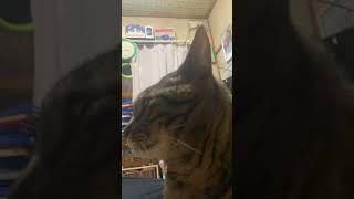 ご機嫌斜めなロイグ　#ネコ #ねこのいる生活