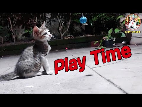 Chintu Playing Time | Kittens | Baby Cat Playing | Cats | Cute kitten | Animal | Billi Ka Bachcha |