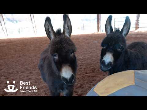 Rescued mini donkey sisters learn to trust again at Best Friends Animal Sanctuary