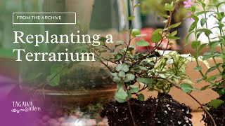 Re-Planting a Terrarium by Tagawa Gardens